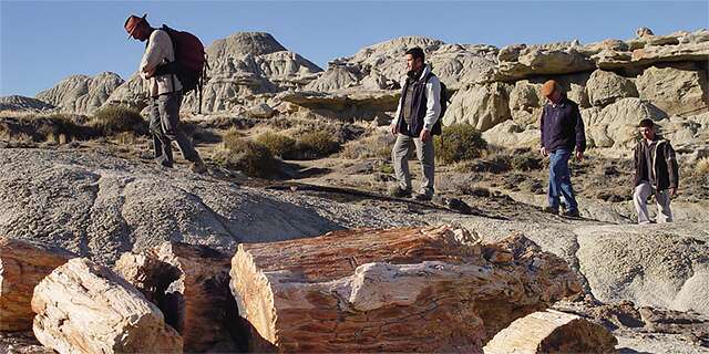 Explore a stunning reservoir of petrified trunks and fossil bones in an impressive eroded landscape.